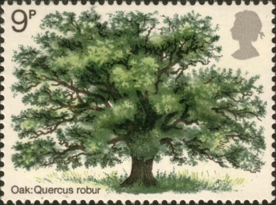 Oak Tree